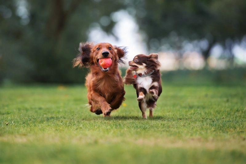 Préparer ses vacances avec son chien : pourquoi réserver une pension canine à l’avance ?